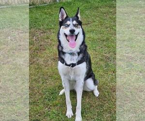 Presley - Male Siberian Husky-Unknown Mix Dog for Adoption - Photo #5