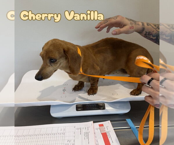 Medium Photo #7 Dachshund Puppy For Sale in San Antonio, TX, USA