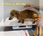 Small #6 Dachshund