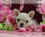 Small #1 French Bulldog