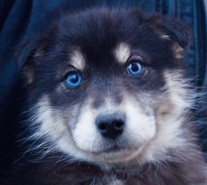 Medium Photo #1 Pomsky Puppy For Sale in NAPPANEE, IN, USA