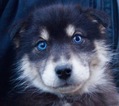 Small Photo #1 Pomsky Puppy For Sale in NAPPANEE, IN, USA