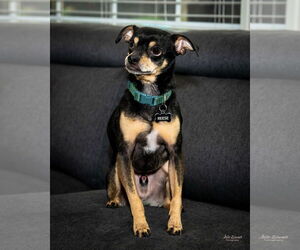 Chihuahua Dogs for adoption in Denton, TX, USA