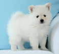 Small Photo #5 Pomeranian Puppy For Sale in FRAZER, PA, USA