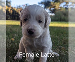 Puppy Puppy 8 Goldendoodle