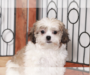 Zuchon Puppy for sale in NAPLES, FL, USA