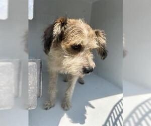 Miniature Schnauzer-Unknown Mix Dogs for adoption in Houston, TX, USA