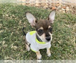 Chihuahua Puppy for sale in CYPRESS, TX, USA