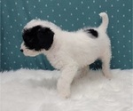 Small Photo #7 Miniature Labradoodle Puppy For Sale in BLAKESBURG, IA, USA