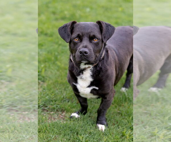 Medium Photo #3 American Pit Bull Terrier-Pembroke Welsh Corgi Mix Puppy For Sale in McKinney, TX, USA