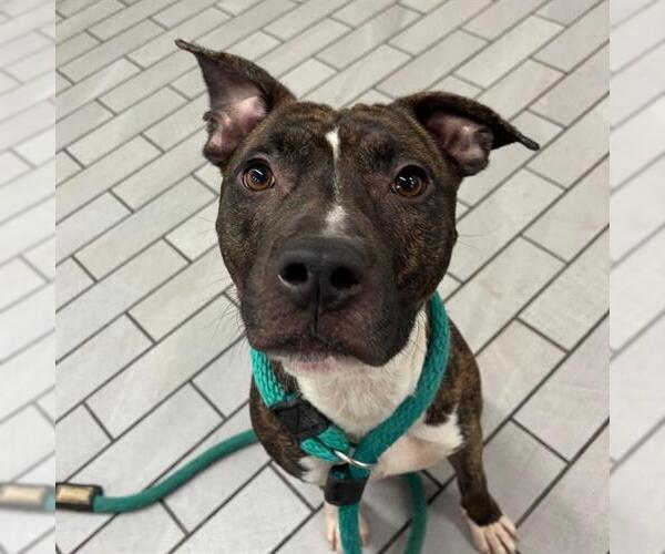 Medium Photo #1 American Pit Bull Terrier-Unknown Mix Puppy For Sale in Boston, MA, USA