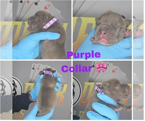 Medium Photo #1 American Bully Puppy For Sale in PORTAGE, IN, USA