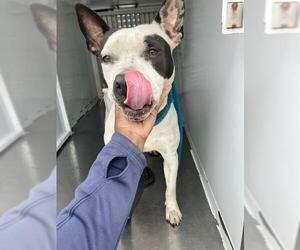 Mutt Dogs for adoption in Stockton, CA, USA