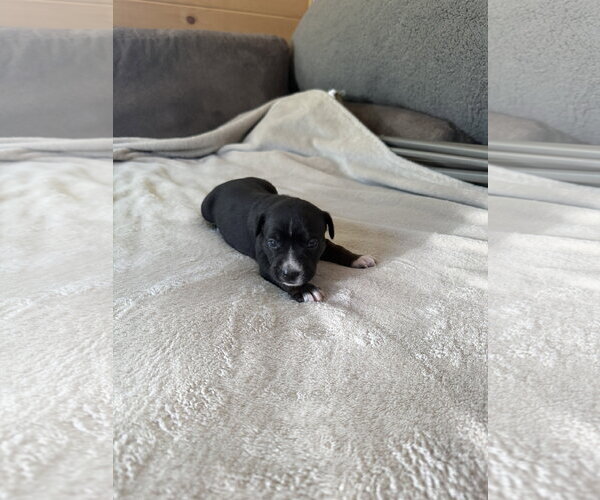 Medium Photo #6 American Staffordshire Terrier-Unknown Mix Puppy For Sale in Holly Springs, NC, USA