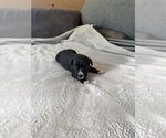 Small #5 American Staffordshire Terrier Mix