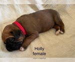 Puppy Holly Boxer