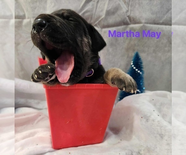 Medium Photo #8 Great Dane Puppy For Sale in BEL AIR, MD, USA