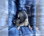 Small Photo #4 Siberian Husky Puppy For Sale in FAIRFIELD, CA, USA