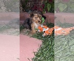 Puppy Puppy 1 Yorkshire Terrier