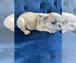 Small Photo #5 French Bulldog Puppy For Sale in EAGLE RIVER, AK, USA