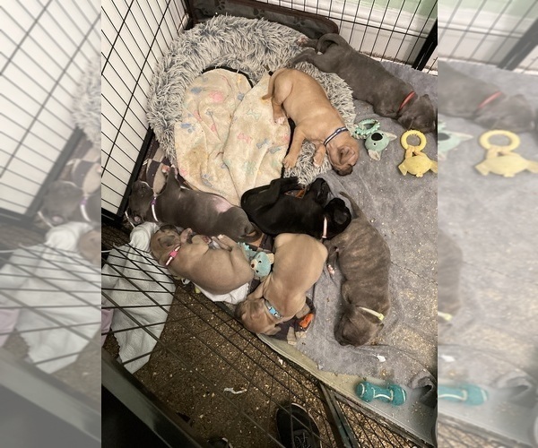 Medium Photo #21 American Pit Bull Terrier Puppy For Sale in TACOMA, WA, USA