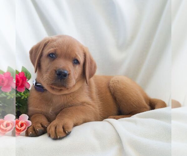 Medium Photo #6 Labrador Retriever Puppy For Sale in GREEN PARK, PA, USA