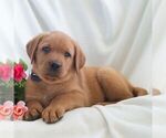 Small #5 Labrador Retriever