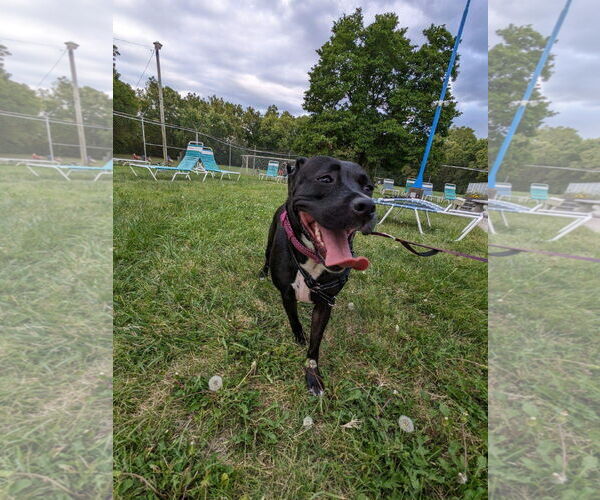 Medium Photo #12 American Pit Bull Terrier-Unknown Mix Puppy For Sale in Germantown, OH, USA
