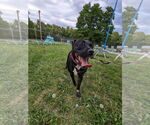 Small #11 American Pit Bull Terrier Mix
