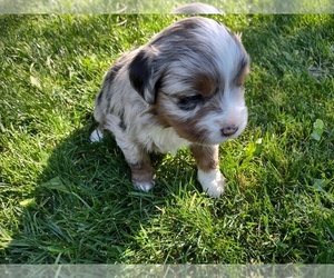 Miniature Australian Shepherd Puppy for sale in MOUNTAIN HOME, ID, USA