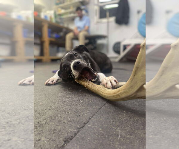 Medium Photo #13 Mutt Puppy For Sale in Derwood, MD, USA