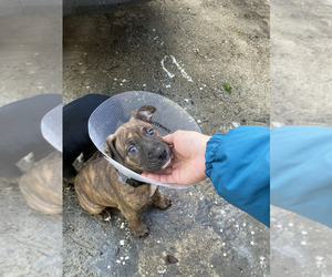 Black Mouth Cur Dogs for adoption in SACRAMENTO, CA, USA