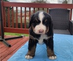 Small Photo #4 Bernese Mountain Dog Puppy For Sale in ALPHARETTA, GA, USA