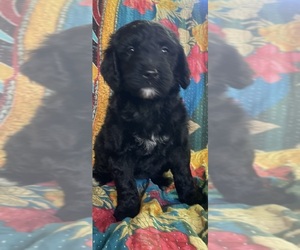 Medium Bernedoodle