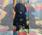 Puppy 3 Bernedoodle