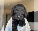 Puppy Avril Lavigne Goldendoodle