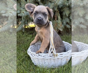 French Bulldog Puppy for sale in MIDDLEBURY, IN, USA