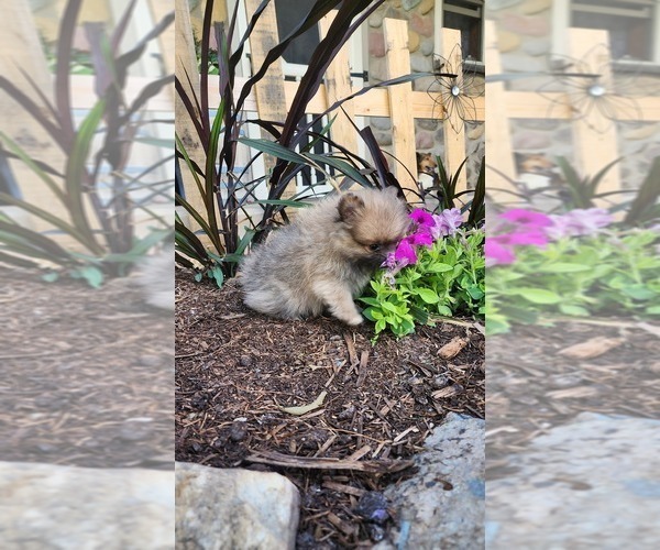 Medium Photo #4 Pomeranian Puppy For Sale in GREENWOOD, WI, USA