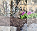 Small #3 Pomeranian