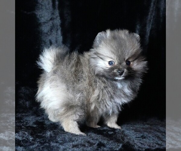 Medium Photo #3 Pomeranian Puppy For Sale in ROCK VALLEY, IA, USA