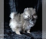Small #2 Pomeranian