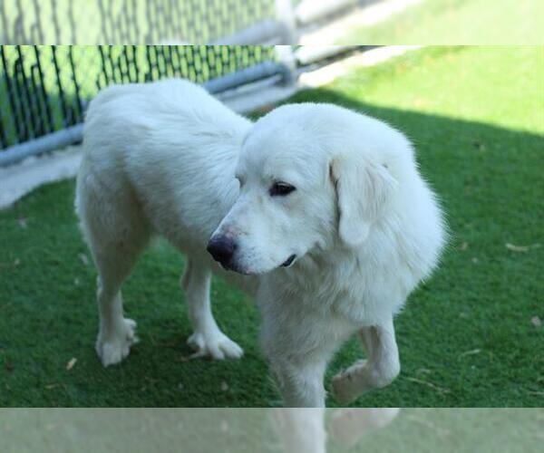 Medium Photo #1 Great Pyrenees-Unknown Mix Puppy For Sale in Grand Prairie, TX, USA