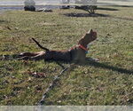 Small #9 American Pit Bull Terrier