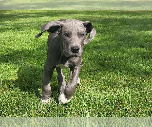 Medium Photo #1 Great Dane Puppy For Sale in BLAINE, MN, USA