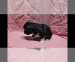 Small #3 Maltipoo