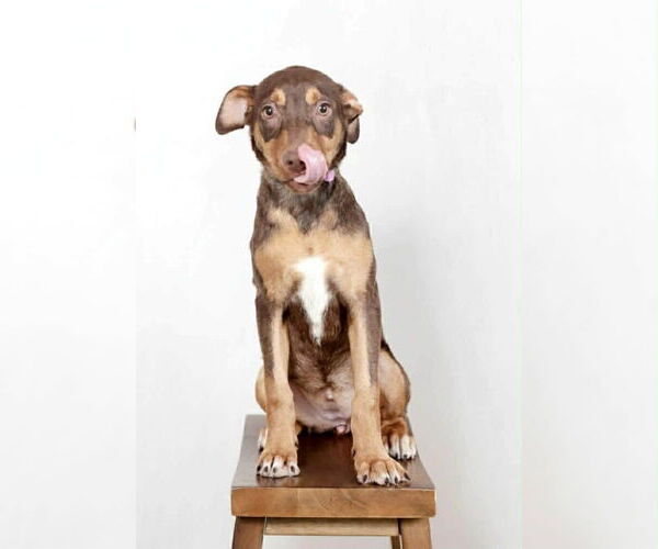 Medium Photo #2 Doberman Pinscher-Unknown Mix Puppy For Sale in Oak Bluffs, MA, USA