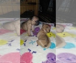 Small Photo #2 French Bulldog Puppy For Sale in NEW WAVERLY, TX, USA
