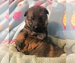 Small Photo #2 German Shepherd Dog Puppy For Sale in CALDWELL, TX, USA