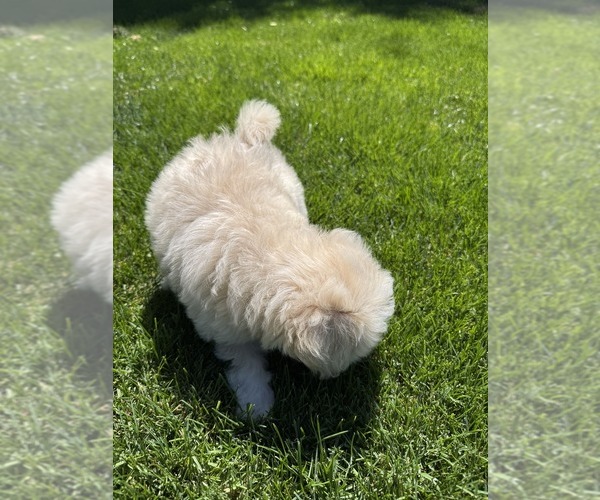 Medium Photo #1 Poodle (Toy) Puppy For Sale in SAN RAMON, CA, USA