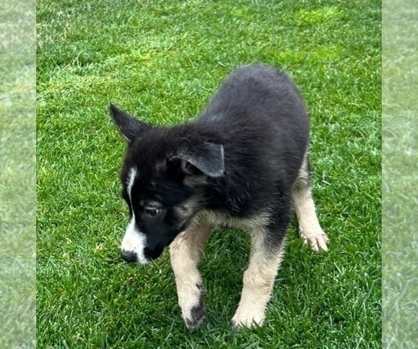 Medium Photo #22 German Shepherd Dog Puppy For Sale in JURUPA VALLEY, CA, USA